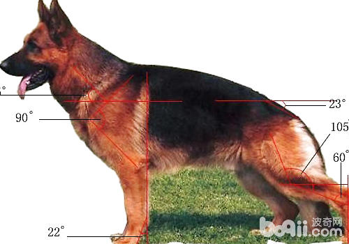 德牧出色的后躯是怎样的