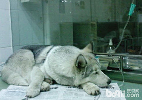 重病狗狗去医院要注意哪些问题