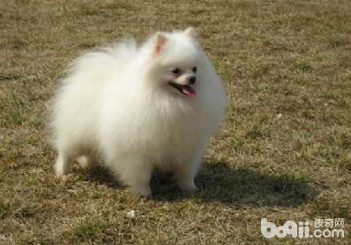 【美容攻略】博美犬的美容方法