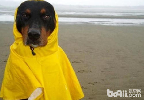 怎么为狗狗选择合适的雨衣