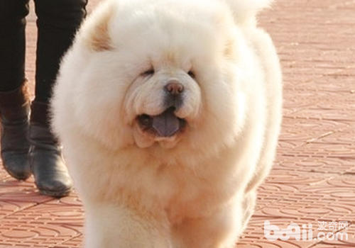 松狮犬有哪些特点