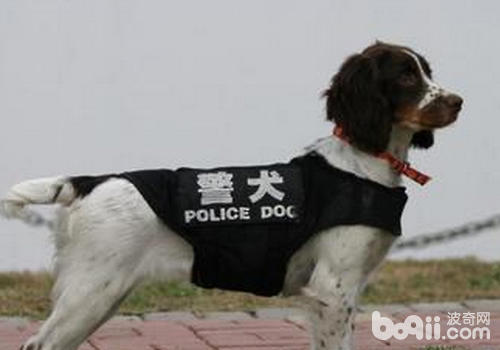 国内的警犬犬种有哪些