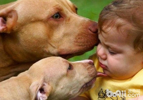 狗狗为什么喜欢舔人脸