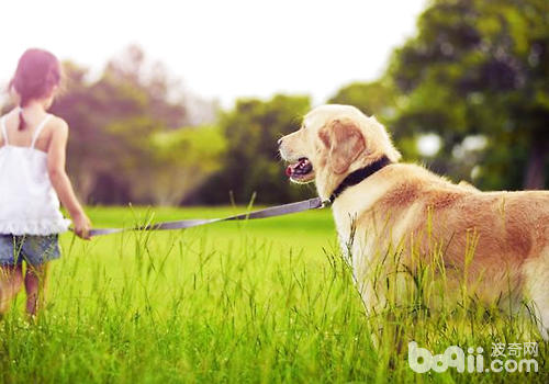 犬体外驱虫药怎么选