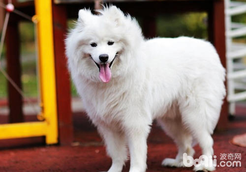 老年犬常见问题及饲养注意