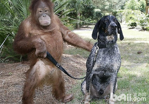 狗比猩猩更懂人类？