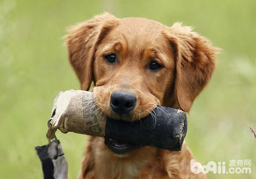 10天观测法可排除狂犬病？