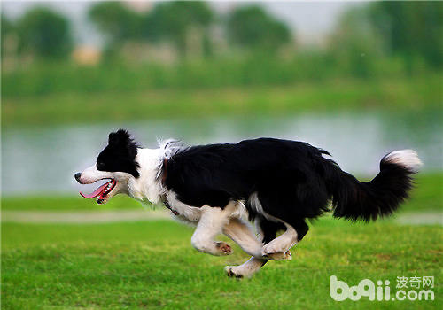 边境牧羊犬吃什么狗粮好