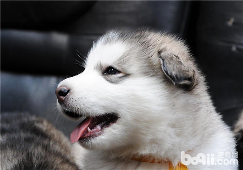 幼犬粮和成犬粮的区别要点