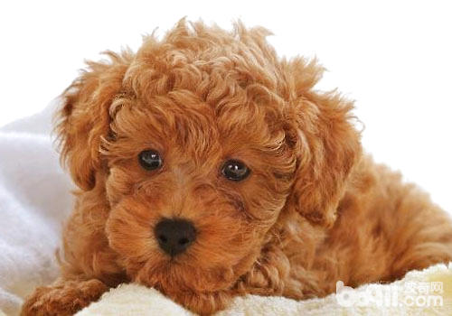 怎么帮贵宾犬剪血线