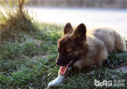 何时更换幼犬粮比较好