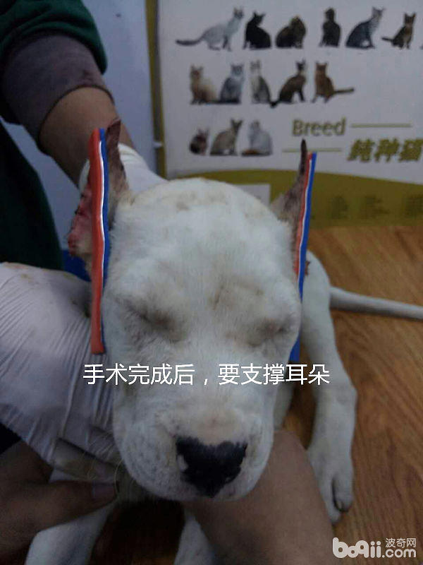 杜高犬的立耳手术案例