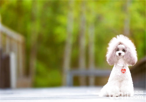 贵宾犬的夏季养护管理