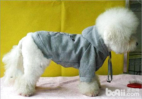 狗狗衣服的穿搭讲究