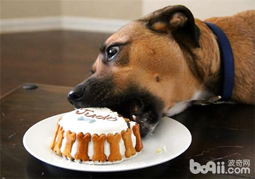 喂狗狗蛋糕时应该注意哪些问题
