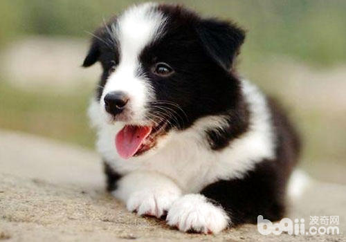 边境牧羊犬的步伐训练