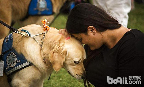 难过就抱着我哭一会吧——奥兰多枪击案后，安慰犬出发了