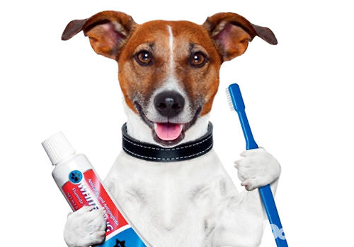 一定要给狗狗用狗狗牙膏么？