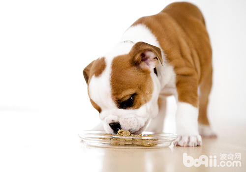 狗狗处方粮的作用和喂养注意事项