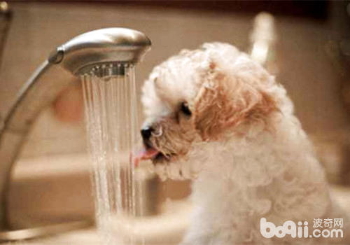 狗狗补水的重要性
