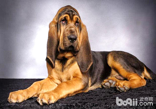 最好的追踪犬—寻血猎犬