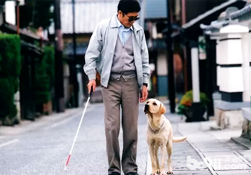 你不知道的生活里各种各样的服务犬