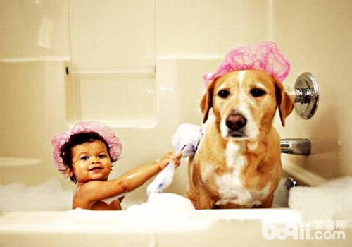 狗狗不宜洗澡的6种情况