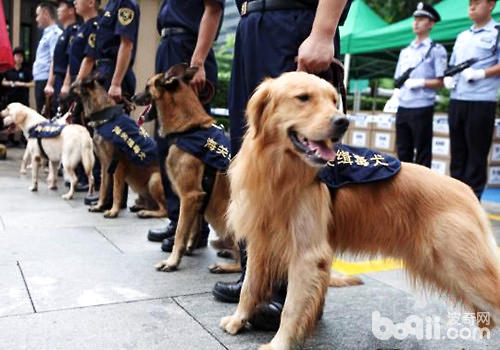 缉毒犬的历史和工作介绍