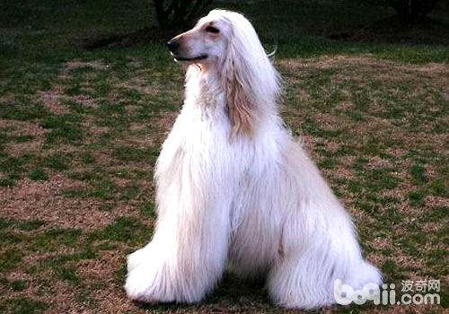 怎么给茂盛毛发的阿富汗猎犬梳毛