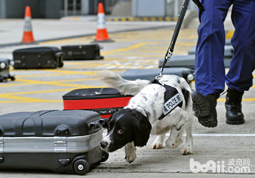 生活里另一种好伙伴——常见工作犬的种类