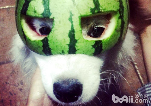 狗狗夏天能吃西瓜么？