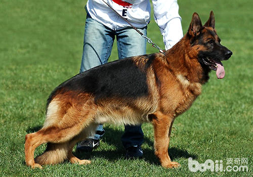 中国国内的七种警犬介绍