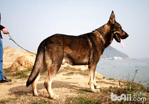 中国国内的七种警犬介绍