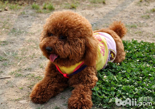 泰迪犬为什么会褪色？