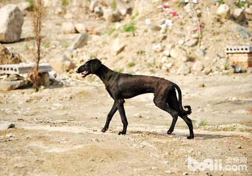 啸天犬的原型，几近灭绝的中国猎犬——细犬