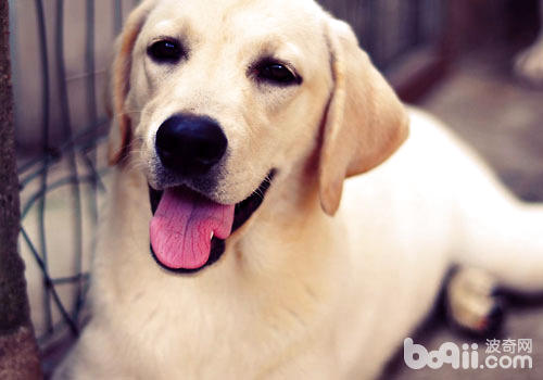 拉布拉多讲故事：犬瘟不可怕，不求医生也能治愈哦！