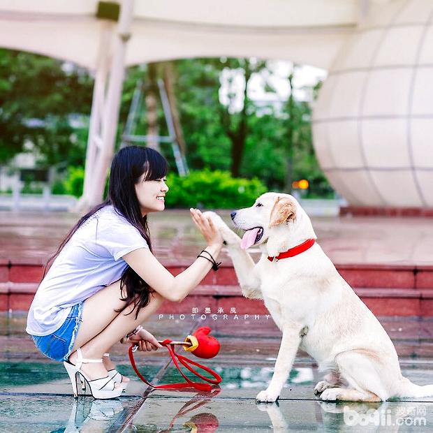 拉布拉多讲故事：犬瘟不可怕，不求医生也能治愈哦！