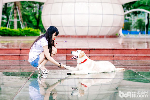拉布拉多讲故事：犬瘟不可怕，不求医生也能治愈哦！