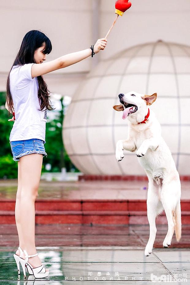 拉布拉多讲故事：犬瘟不可怕，不求医生也能治愈哦！