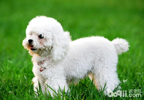 贵宾犬饮食禁忌有哪些？