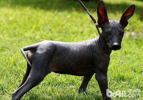 印加人的神犬——秘鲁无毛犬