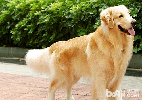 金毛犬的奶粉怎么选择？