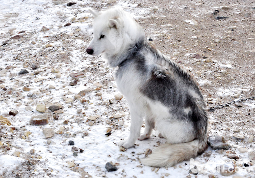 除了雪橇三傻，另外六种鲜为人知的雪橇犬