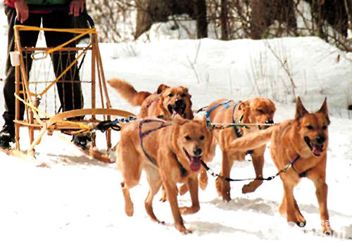 除了雪橇三傻，另外六种鲜为人知的雪橇犬