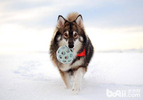 除了雪橇三傻，另外六种鲜为人知的雪橇犬