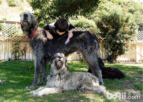 世界上最高的犬——爱尔兰猎犬