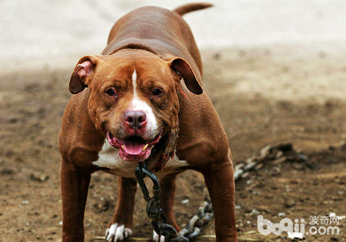 猛犬类NO1，不怕痛的铁血战士——美国比特犬
