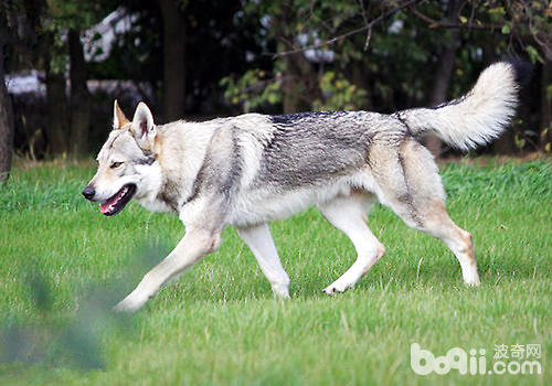 狼的外貌，狗的性格——捷克狼犬