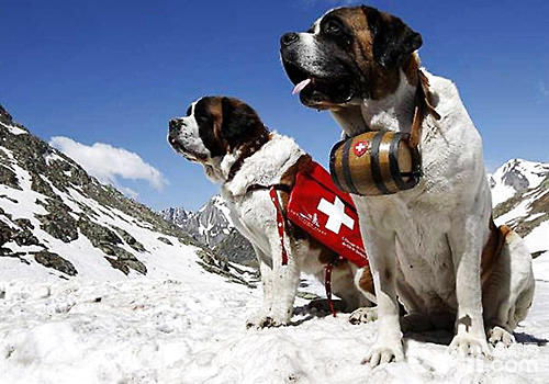 雪山中的守护神——圣伯纳犬