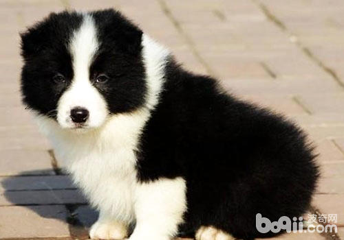 怎么养好一条边境牧羊犬？